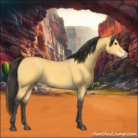 Horse Color:Buckskin 