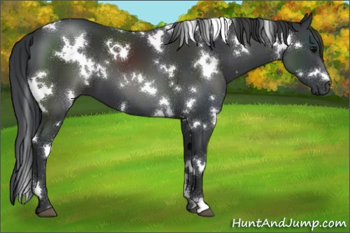 Horse Color:White Spotted Black 