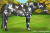 Horse Color:White Spotted Black