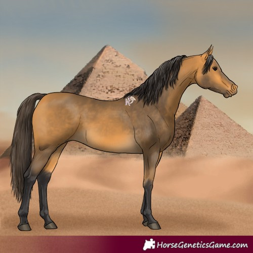 Horse Color:Buckskin Rabicano 