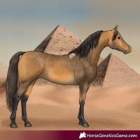Horse Color:Buckskin Rabicano