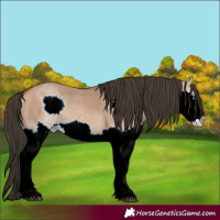 Horse Color:Bay Dun Splash 