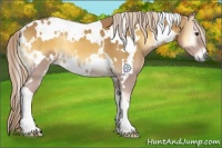 Horse Color:White Spotted Palomino Onyx 