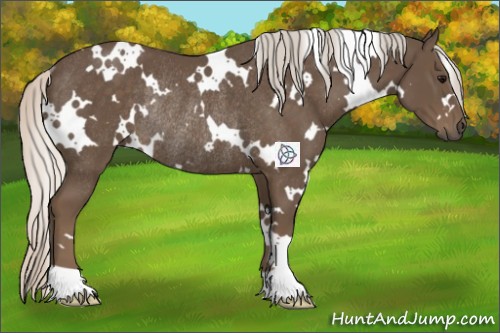 Horse Color:White Spotted Silver Smoky Black Rabicano