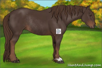 Horse Color:Liver Chestnut Rabicano 