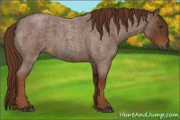 Horse Color:Gray Red Roan Rabicano 