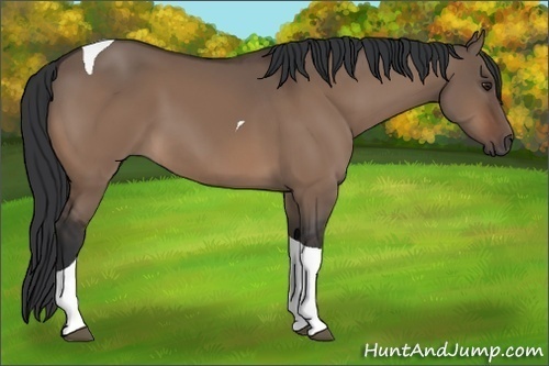 Horse Color:Brown Dun Tobiano 