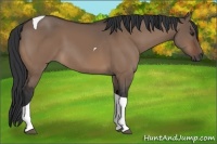 Horse Color:Brown Dun Tobiano 