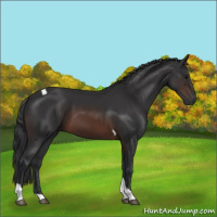 Horse Color:Brown Tobiano 