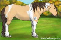 Horse Color:Buckskin Dun Tobiano