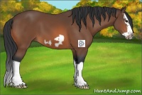 Horse Color:Bay Splash Frame