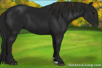 Horse Color:Gray Smoky Black 