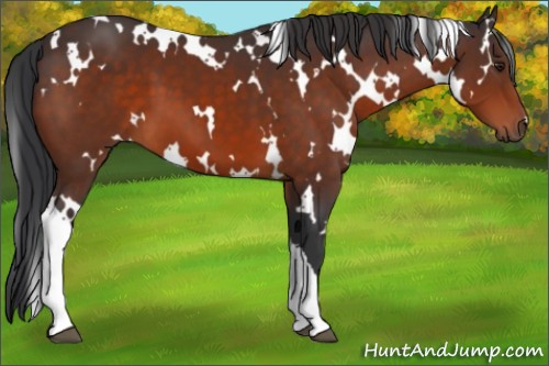 Horse Color:White Spotted Brown