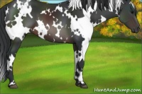 Horse Color:White Spotted Brown 