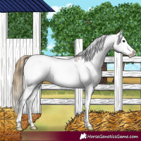 Horse Color:Smoky Black Splash Varnish 
