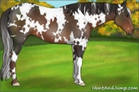 Horse Color:White Spotted Liver Chestnut