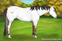 Horse Color:Bay Appaloosa