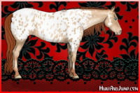 Horse Color:Gray Amber Cream Champagne Pearl Appaloosa 