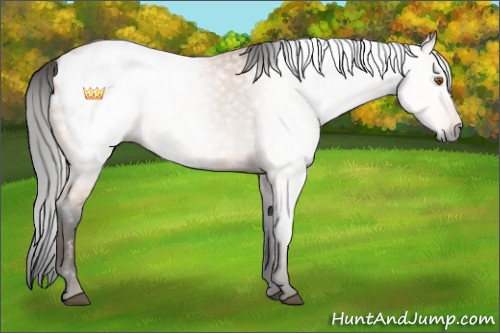 Horse Color:Gray Buckskin Appaloosa 