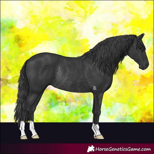Horse Color:Black Rabicano 
