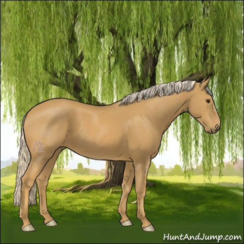 Horse Color:Palomino 