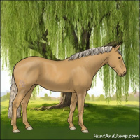 Horse Color:Palomino