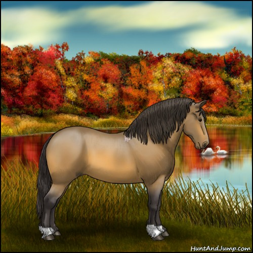 Horse Color:Buckskin