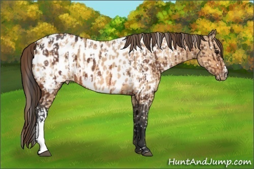 Horse Color:Bay Appaloosa  and Bay Dun Appaloosa 