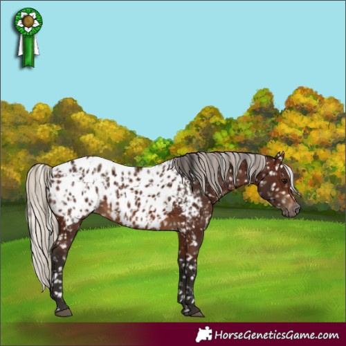Horse Color:Gray Bay Near Leopard  and Gray Silver Bay Near Leopard 