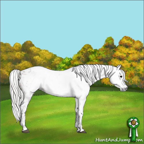 Horse Color:Gray Bay Appaloosa  and Gray Silver Bay Appaloosa 