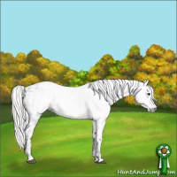 Horse Color:Gray Bay Appaloosa  and Gray Silver Bay Appaloosa 