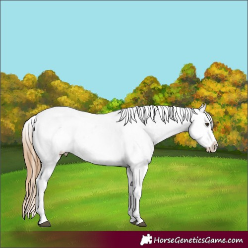 Horse Color:Chestnut Snowflake Varnish and Chestnut Snowflake Varnish
