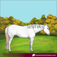 Horse Color:Chestnut Appaloosa and Chestnut Appaloosa
