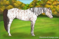 Horse Color:Sable Champagne Appaloosa  and White Spotted Sable Champagne Appaloosa 