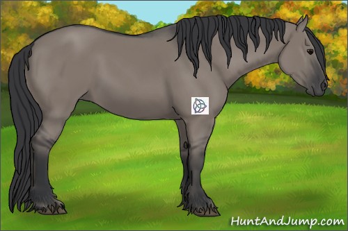 Horse Color:Grullo Rabicano 