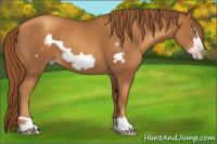 Horse Color:Gray Gold Champagne Frame