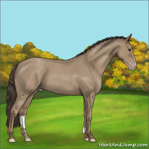 Horse Color:Classic Champagne Roan 