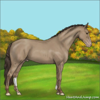 Horse Color:Classic Champagne Roan 