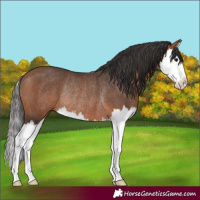 Horse Color:Bay Splash Rabicano 