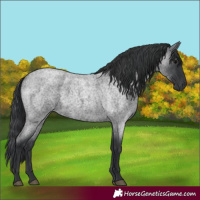 Horse Color:Blue Roan 