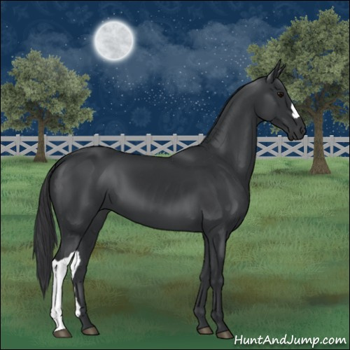 Horse Color:Black 