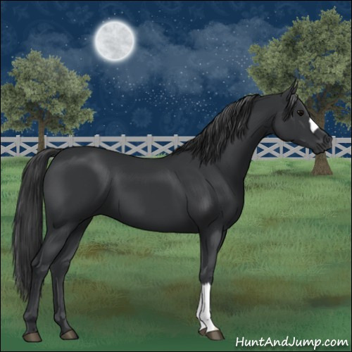 Horse Color:Black 