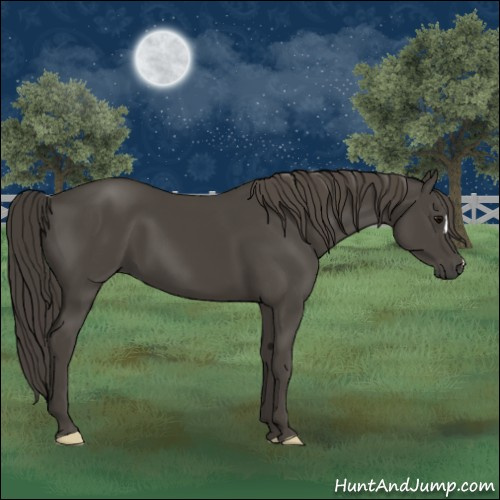 Horse Color:Smoky Black 