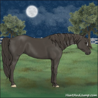 Horse Color:Smoky Black 