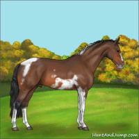 Horse Color:Bay Tobiano Frame
