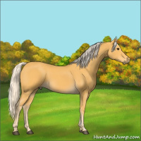 Horse Color:Palomino 