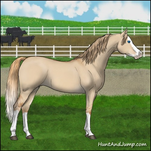 Horse Color:Red Dun Splash 