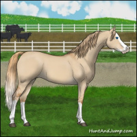 Horse Color:Red Dun Splash 