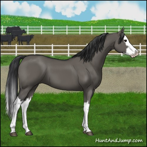 Horse Color:Grullo Splash 