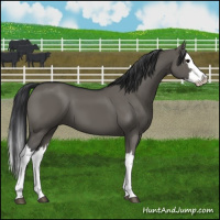 Horse Color:Grullo Splash 